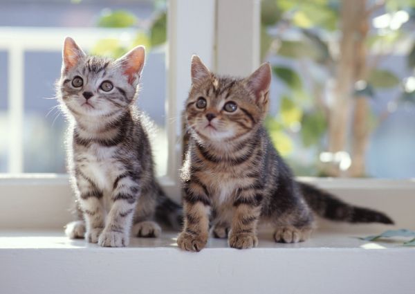window sill,kittens,tabby,couple