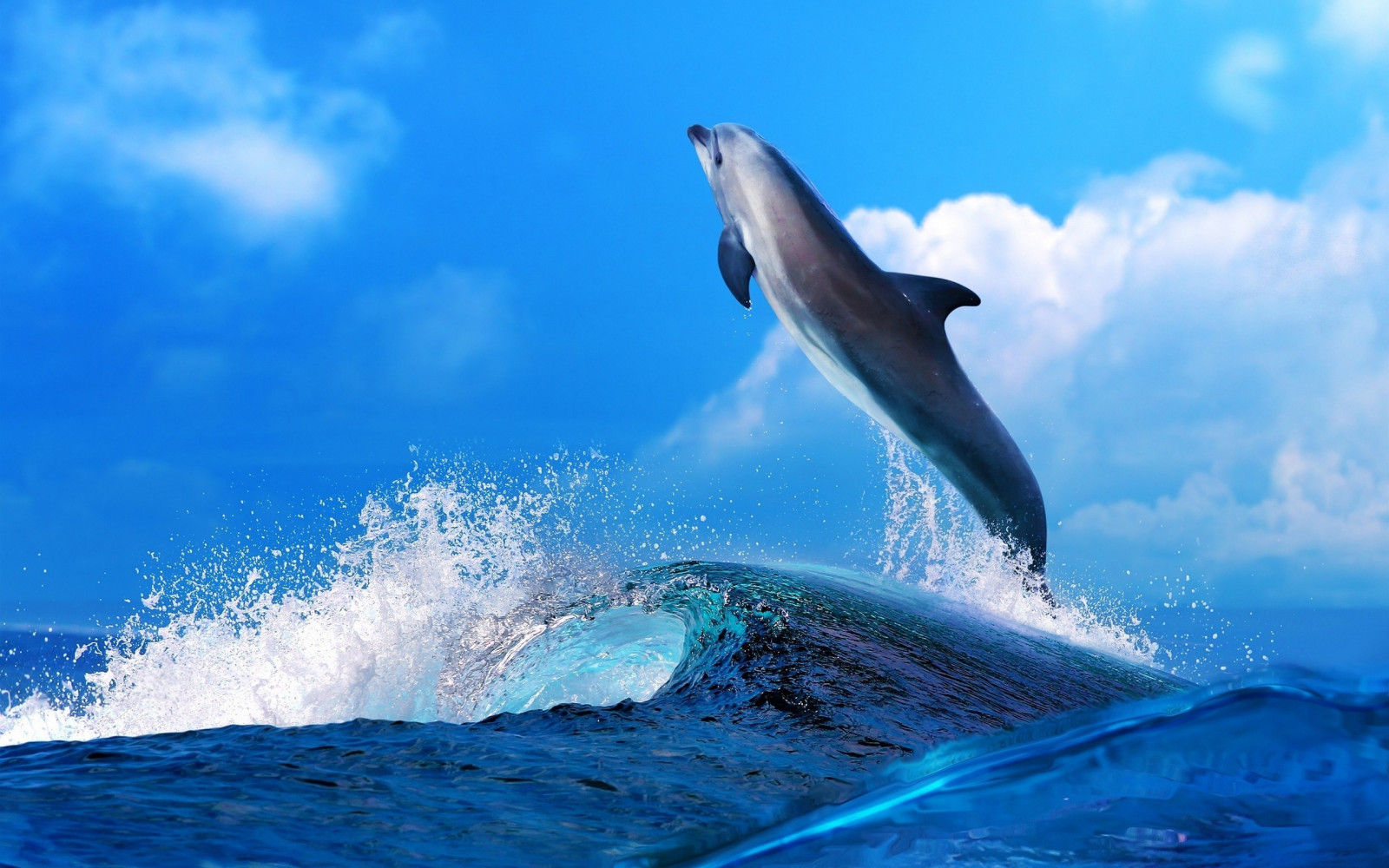 djur, hav, natur, himmel, moln, blå, vågor, däggdjur, delfin, knölval, biologi, flasknosdelfin, hav, däggdjur, ryggradsdjur, vind våg, marinbiologi, havsdäggdjur, valar delfiner och tumlare, öresvin, kort beaked vanlig delfin, späckhuggare, spinner delfin