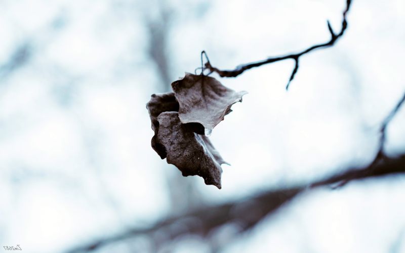 1920x1200 px, sai, Macro, natureza, Profundidade de campo, cair
