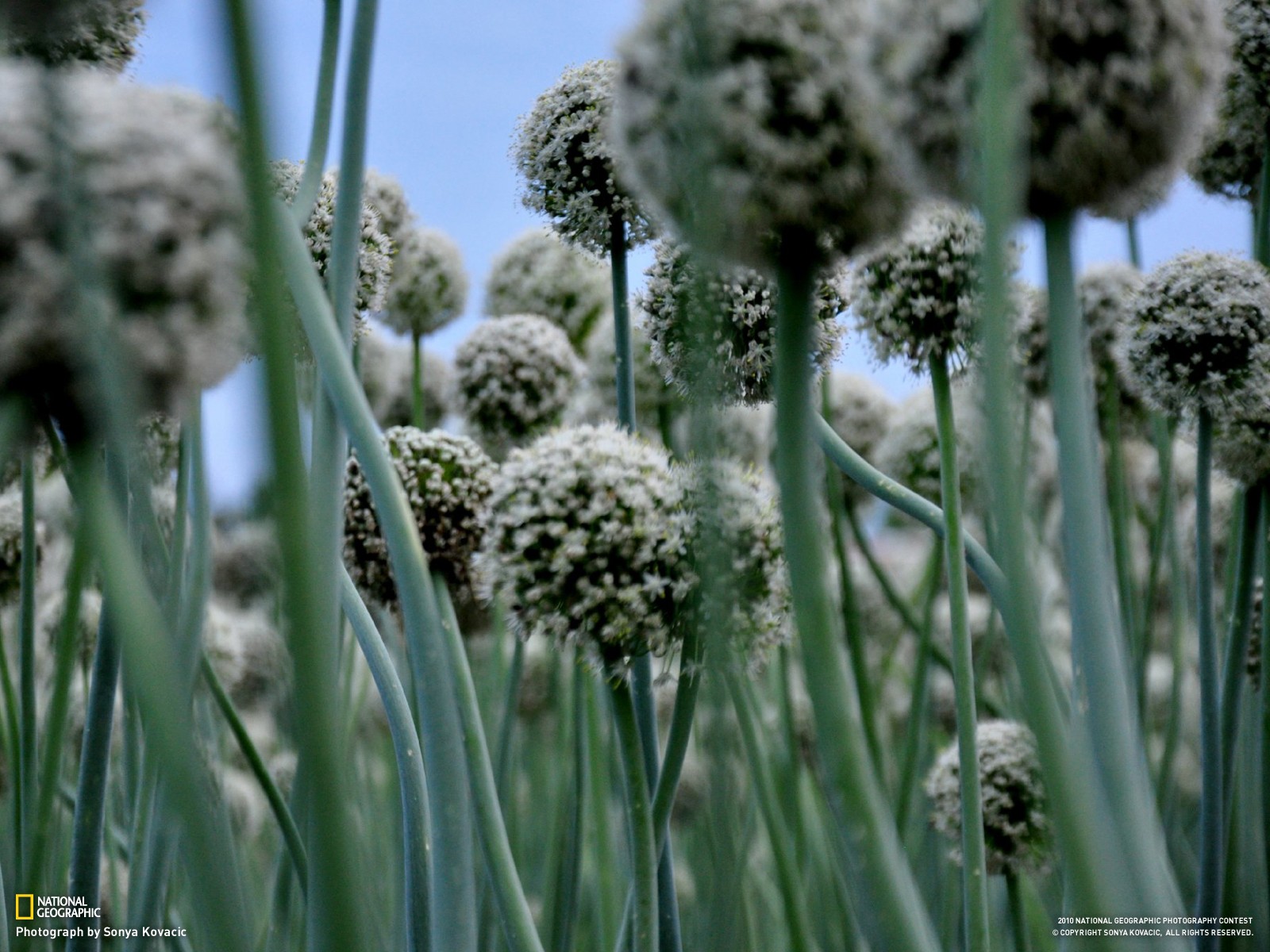 Wallpaper garden, nature, plants, green, National Geographic, flower