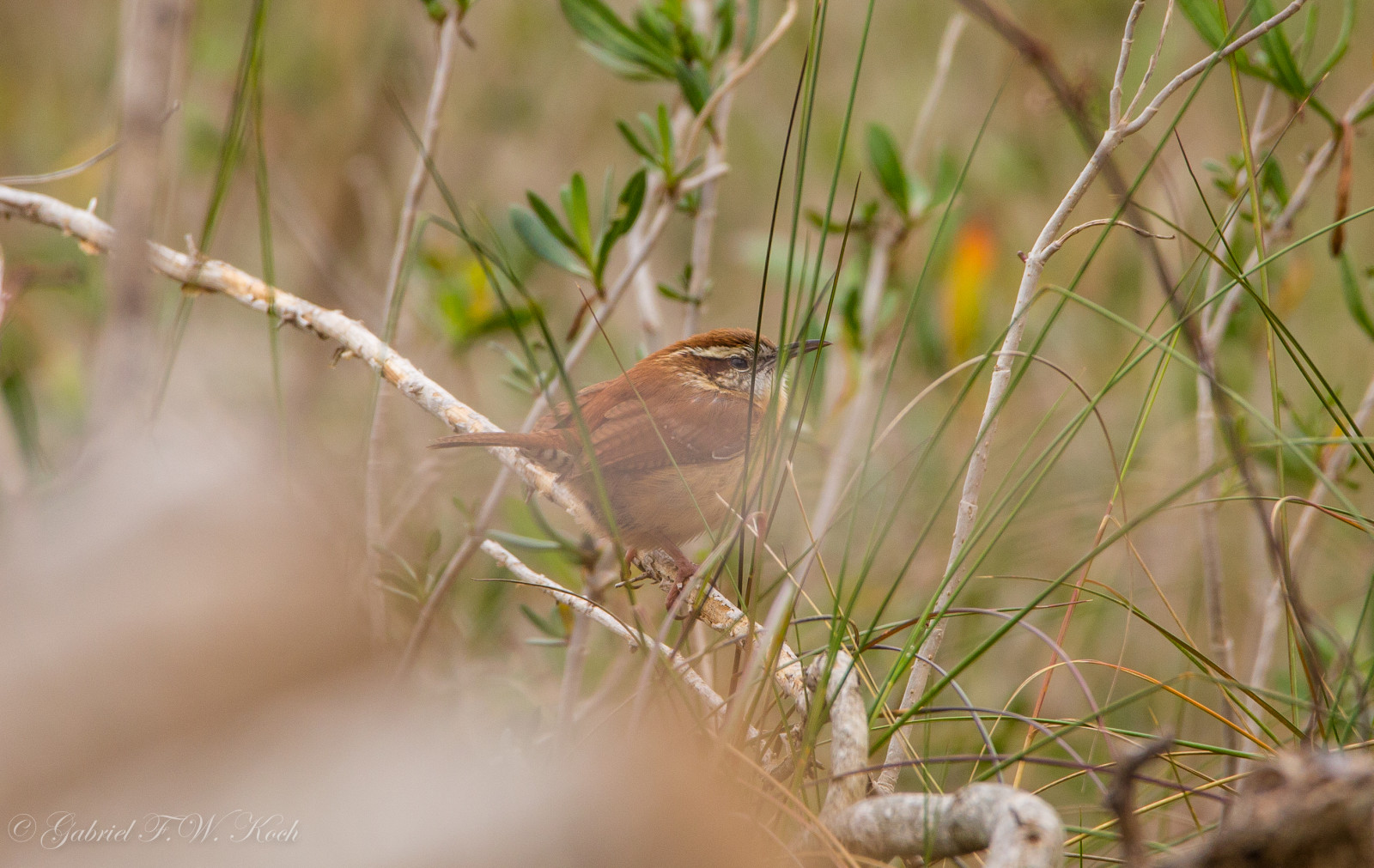 Natur, Gras, Ast, Tierwelt, Kanon, Bokeh, Spatz, Singvogel, Tier, Tiefenschärfe, Blume, Telefoto, Beeindruckend, draussen, Vogel, Fink, wild, Flora, Dof, draußen, Logs, Sigma, Eos, Fauna, Hockende vogel, Nahansicht, Makrofotografie, Grasfamilie, Alte Welt Fliegenschnäpper, Zaunkönig