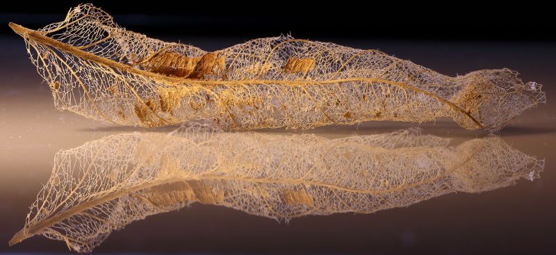 makro,podzim,podzim,odraz,kostra,list