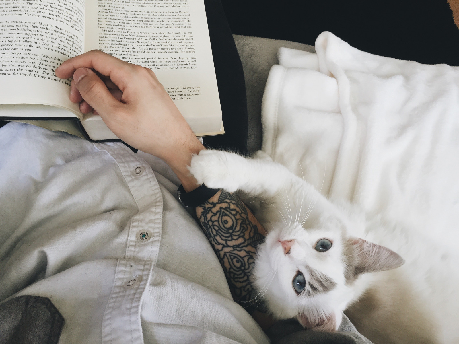 trắng, con mèo, xăm hình, sách, Mũi, Râu, da, ngủ trưa, ngủ, Mèo con, Động vật có vú, Mèo như động vật có vú, Mèo nhỏ đến vừa, 3264x2447 px