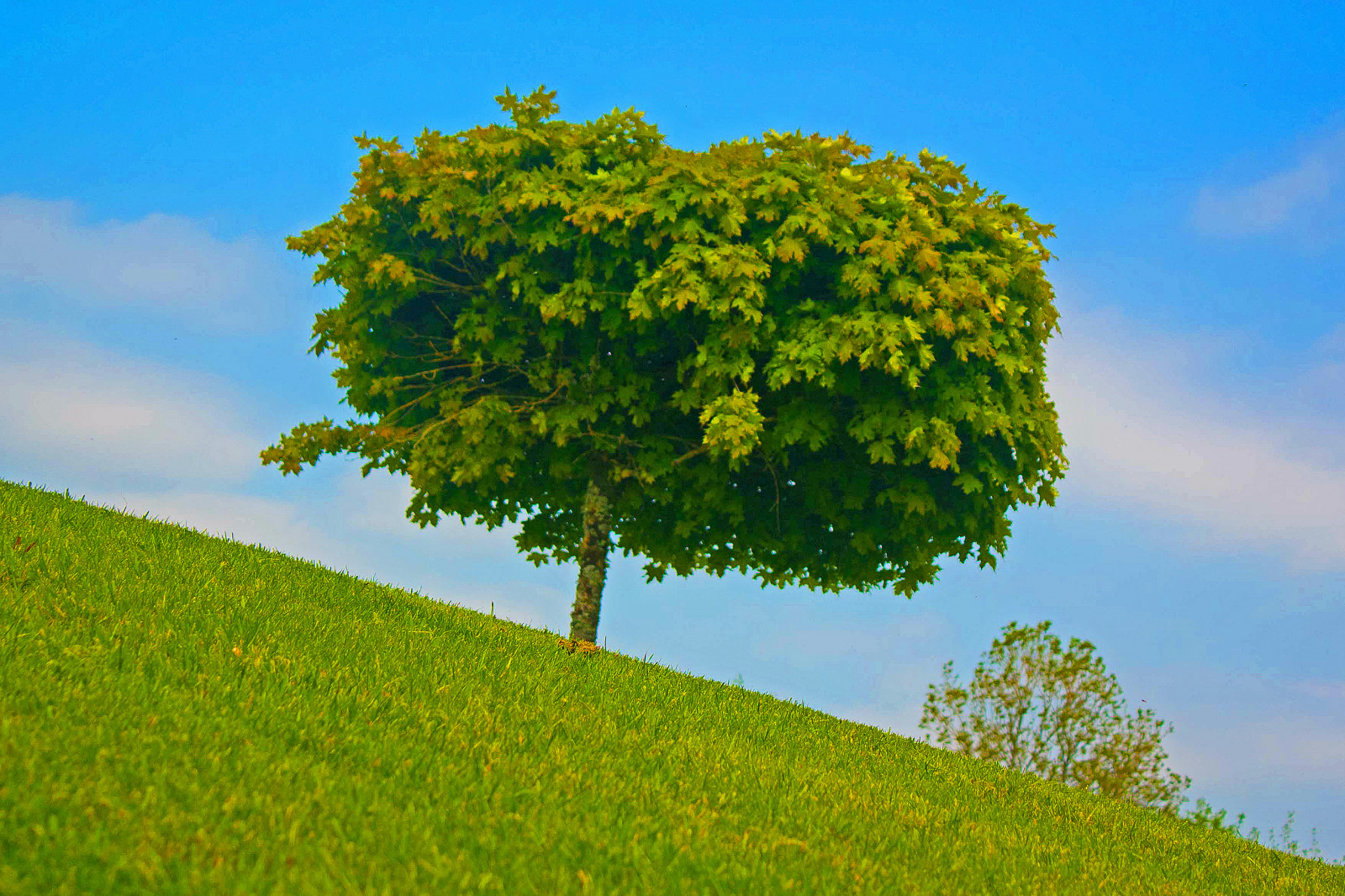 modrý, Irsko, nebe, inspirace, rostlina, strom, zelená, Příroda, počasí, Kánon, krajina, venku, venkovní, kopec, ngc, nejlepší, sny, Cavan, neuvěřitelný, lonelytree, krásná krajina, welltaken, beautyearth, earthcaptures