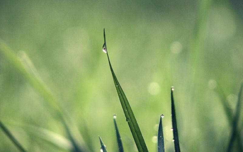 slnečnému žiareniu, príroda, tráva, lúka, fotografovanie, zelená slnečnému žiareniu, príroda, tráva, lúka, fotografovanie, zelená