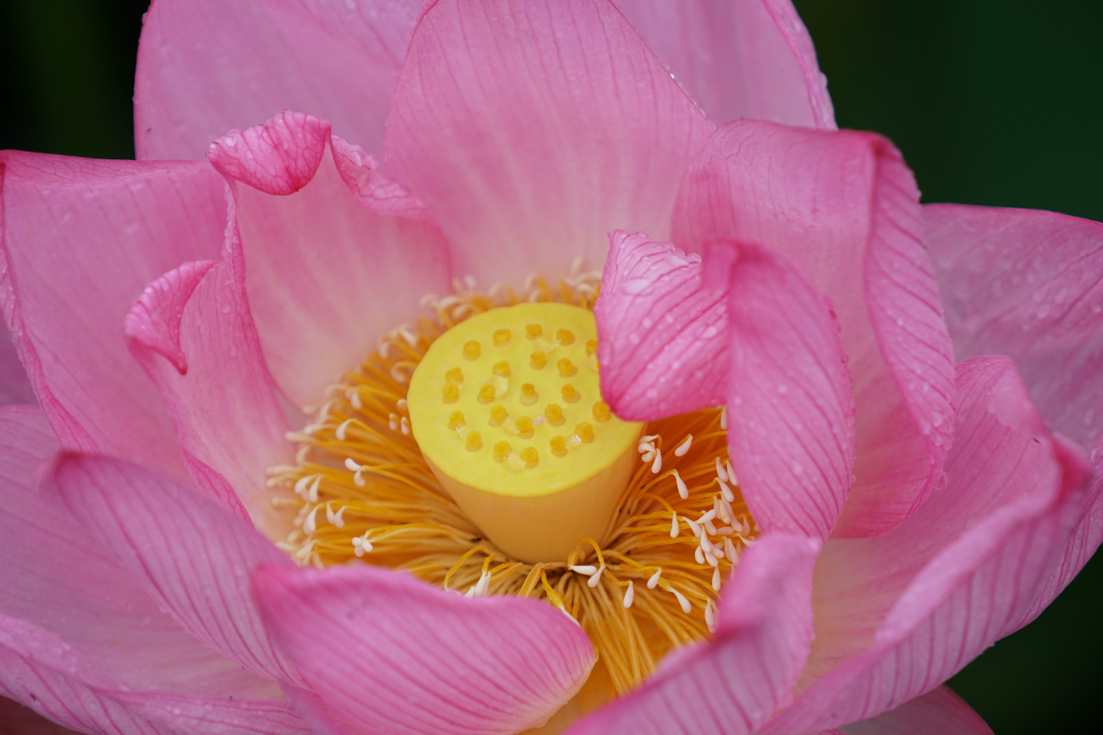 Japan, gul, Sony, blomst, lyserød, Tokyo, Lotus, Jp, blomst, plante, flora, CC, Ueno, kronblad, pæon, a6300, 6300, kreative fællesheder, fe70200mm, fe70200mmf4goss, Shinobazu, jord plante, blomstrende plante, tæt på, makrofotografering, blomster, blomsterbuket, vandplanter, hellige lotus, lotus familie, Protea-ordenen