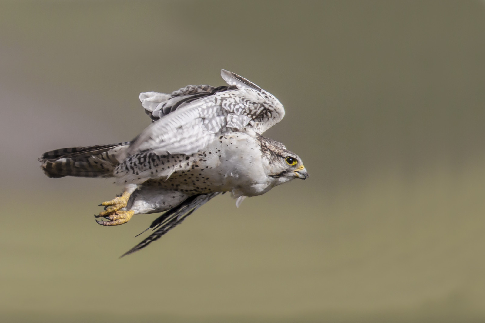 Asia, Cina, natura, asiatico, Turismo, volante, natura, uccello rapace, cacciatore, Cinese, becco, Falco, raptor, Volo, animale, viaggio, uccello, foto, falco, birdofprey, fotografia, giro, falcocherrug, poiana, sakerfalcon, Saker, uccello marino, ala, Immagine, immagine, pix, fauna, vertebrato, avvicinamento, fotografia macro, Charadriiformes, Accipitriformi, tibetano, ecoturismo, tibetanplateau, qinghai, canonef800mmf56lisusm, canoneos1dmarkiv, paulbjones, Golmud