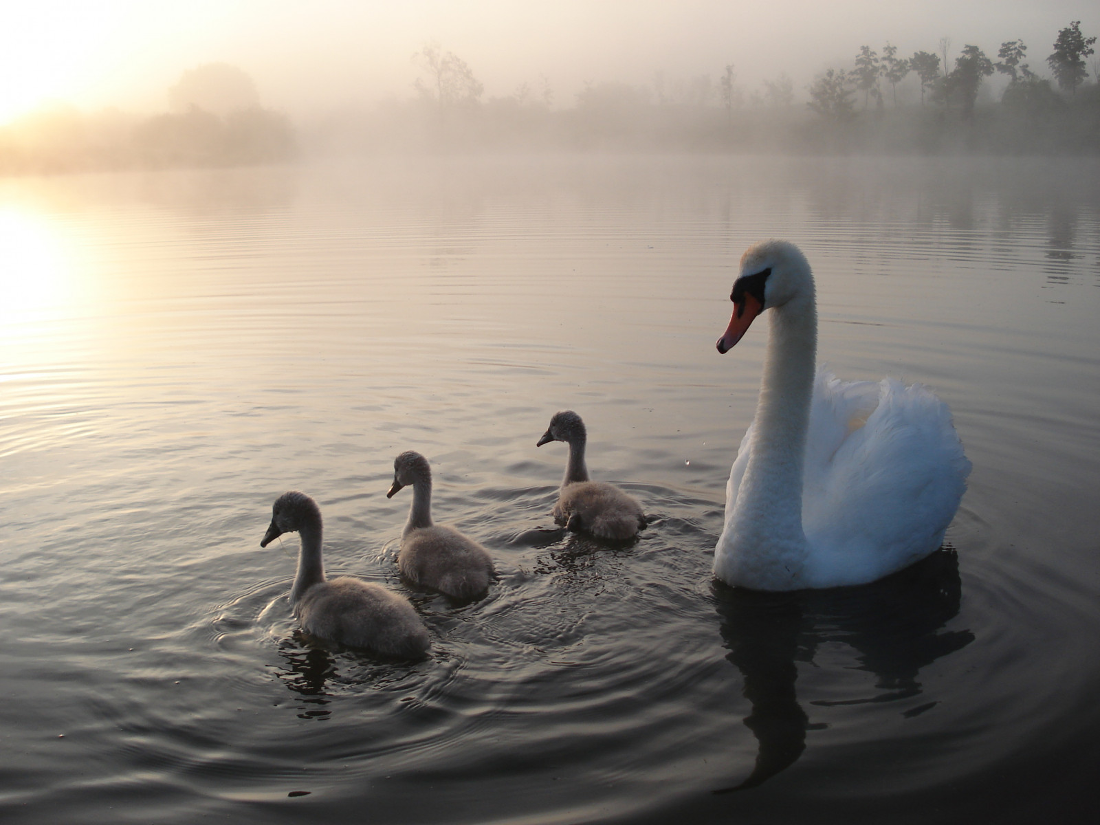 letní, scény, 2011