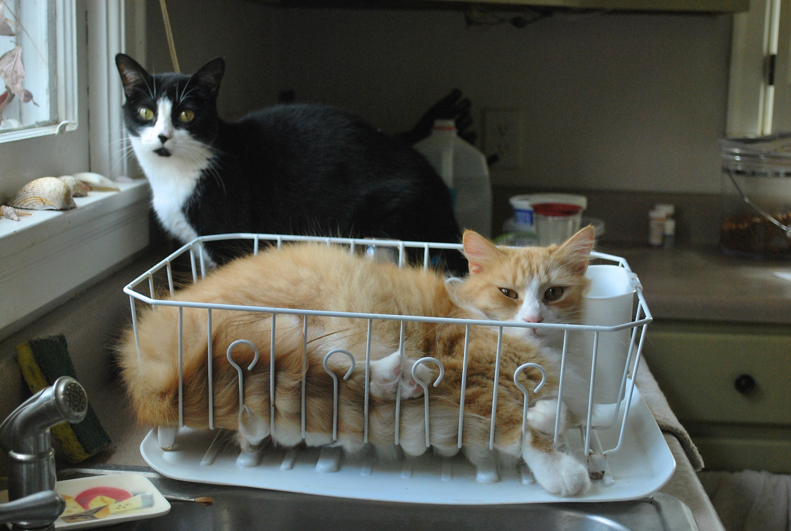 kočka, Goofy, kuchyně, oranžový, srst, kníry, kotě, katt, Macka, mužský, fauna, kate, kot, jídlo, kočka jako savci, malé až středně velké kočky, carnivoran, domácí krátké vlasy kočka, macska, kedi, Kissa, kucing, gatto, ka je, Katzen, ma ek, kitteh, gorbe, paklíč, mourek, dishdrain, Evropská krátkosrstá, pisica, vypustit, Kocka, Kottur, Tinafemaletuxedo, aegean cat