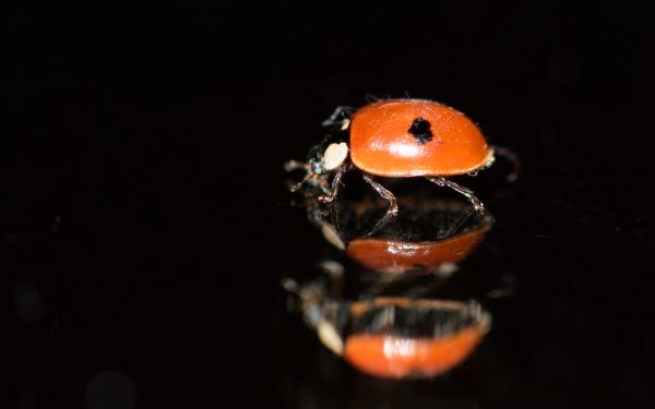 ladybug,insect,blackbackground,mirror,red,indoor