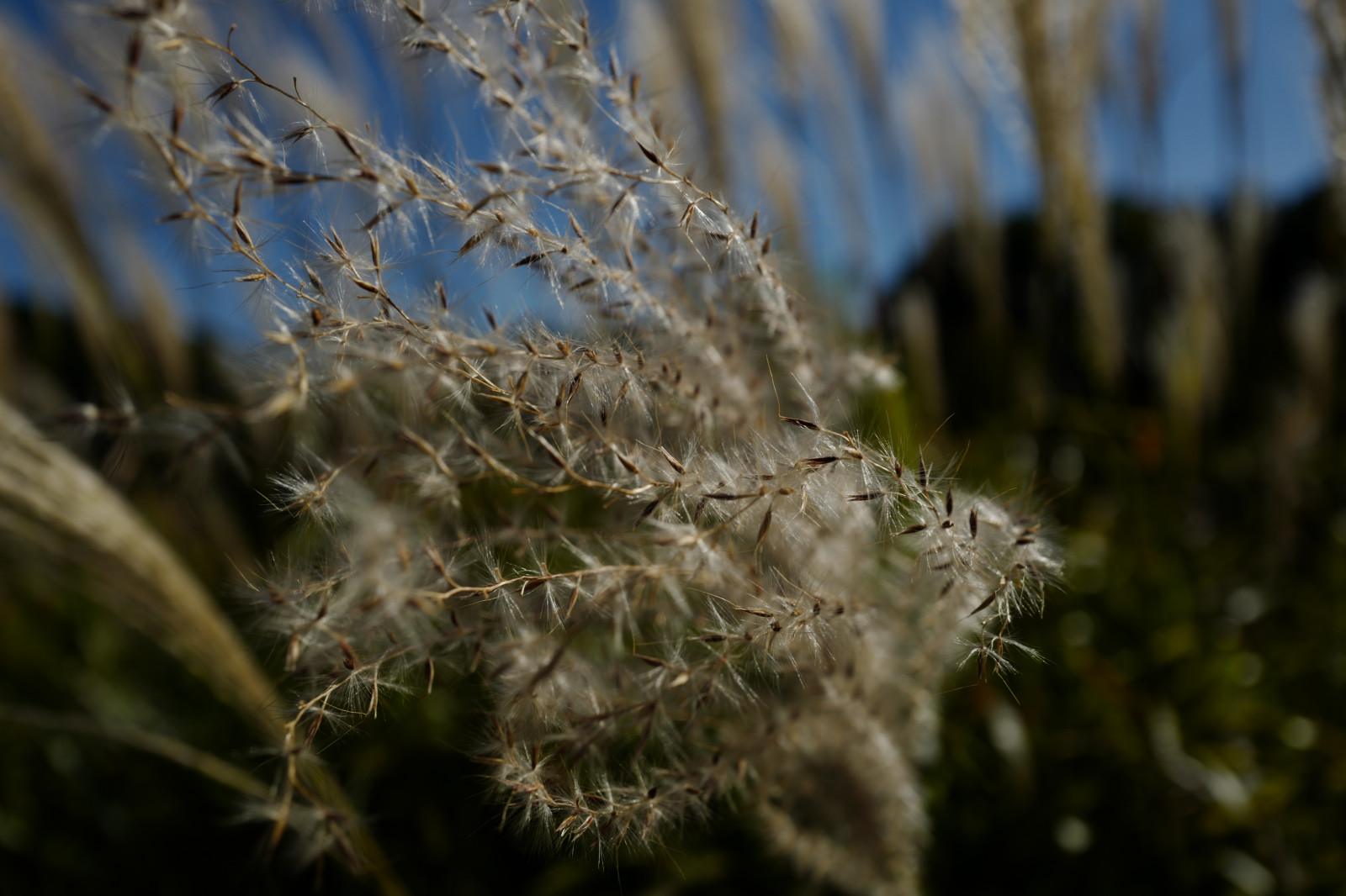 Japonsko, slunečnímu záření, Příroda, tráva, zima, větev, mráz, Leica, Tokio, jp, strom, podzim, list, květ, rostlina, sezóna, flóra, Shinjuku, shinjukugyoen, summilux, leicaq, summilux1728, q, 1728, suchozemská rostlina, zblízka, makro fotografie, trny trny a trny, tráva rodina, závod stonek