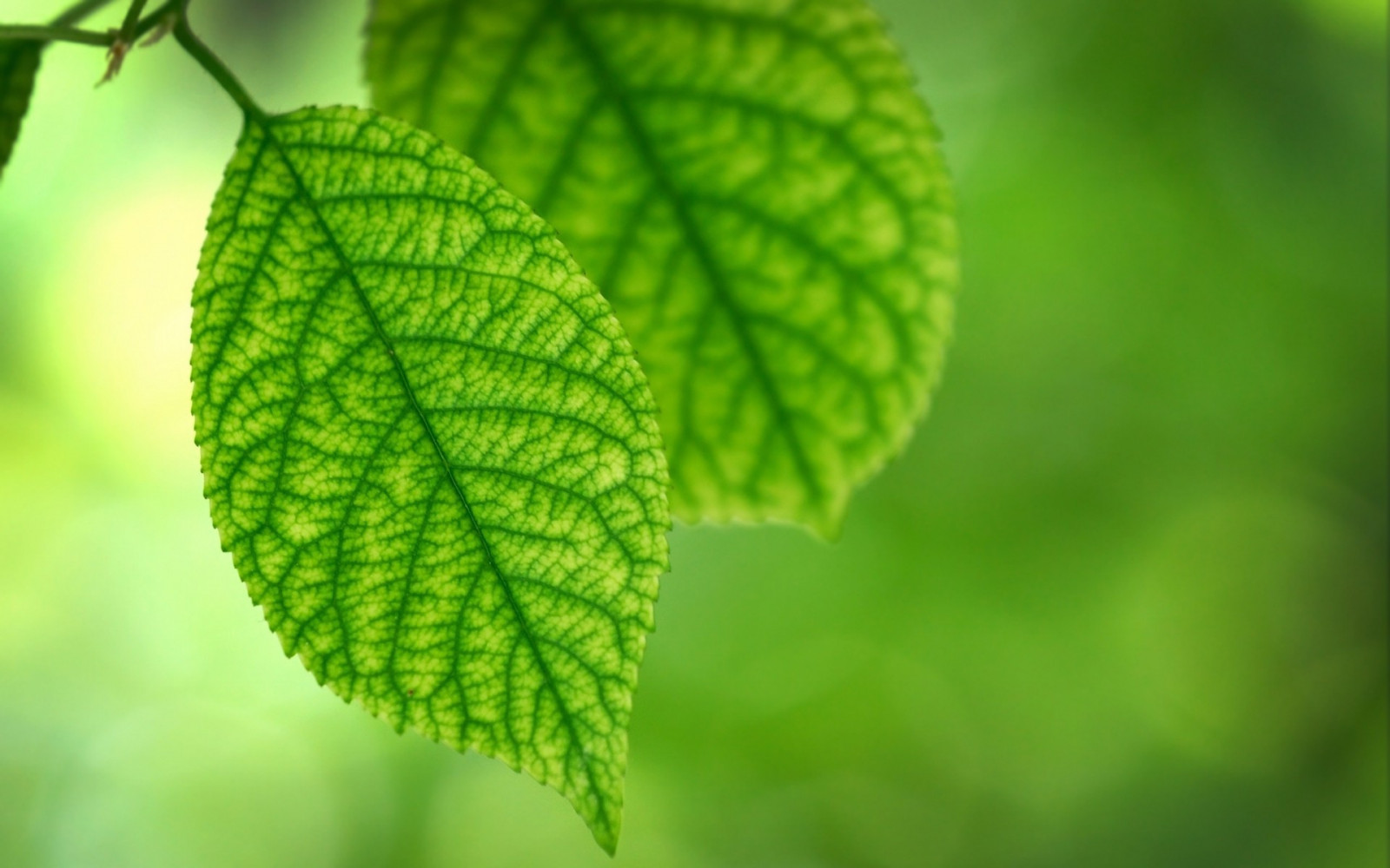 sinar matahari, Daun-daun, alam, rumput, tanaman, makro, cabang, hijau, bokeh, herba, pohon, daun, bunga, menanam, Flora, 1920x1200 px, botani, tanaman tanah, merapatkan, fotografi makro, batang tanaman