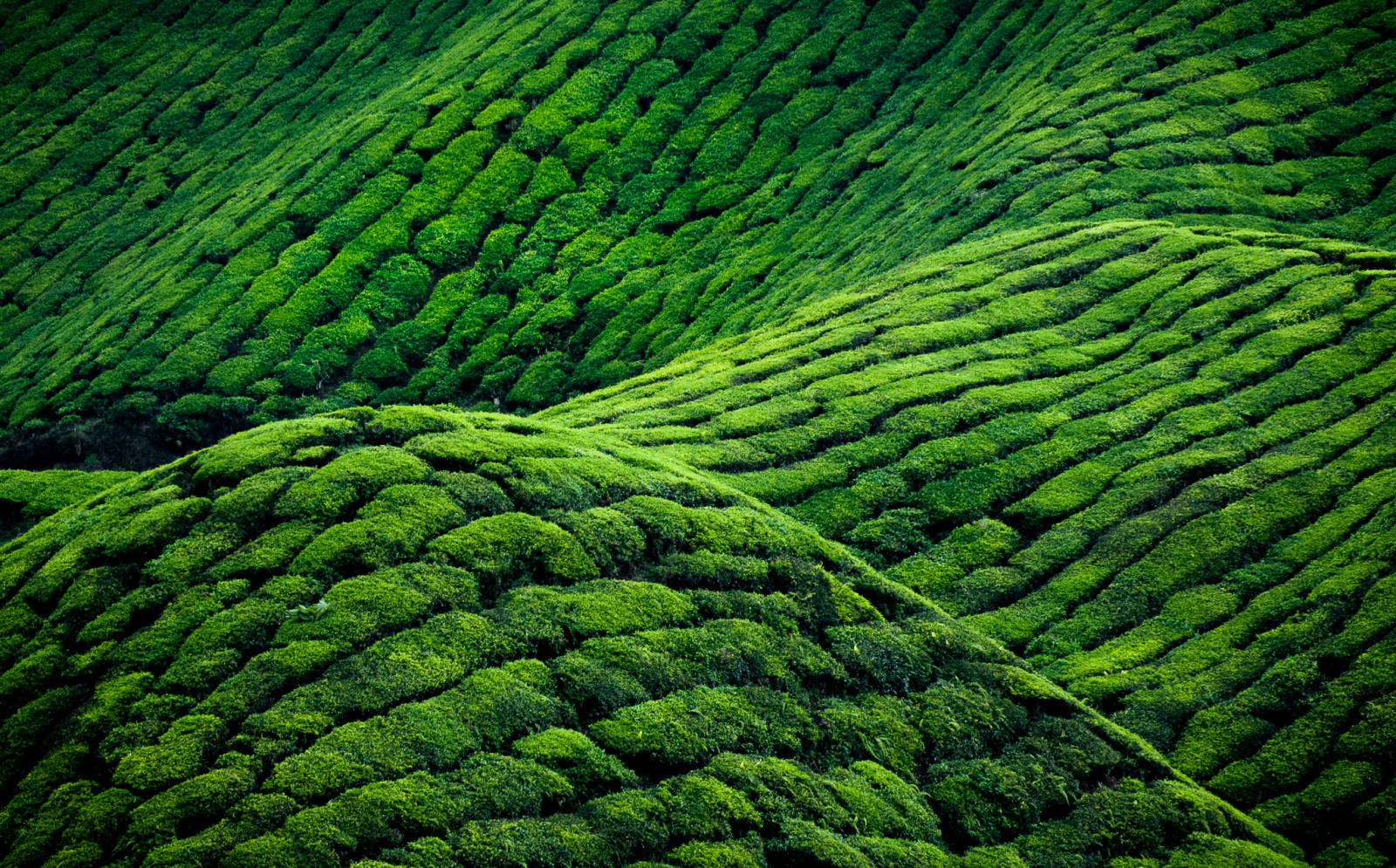 Wallpaper landscape, leaves, field, moss, green, tea, Malaysia