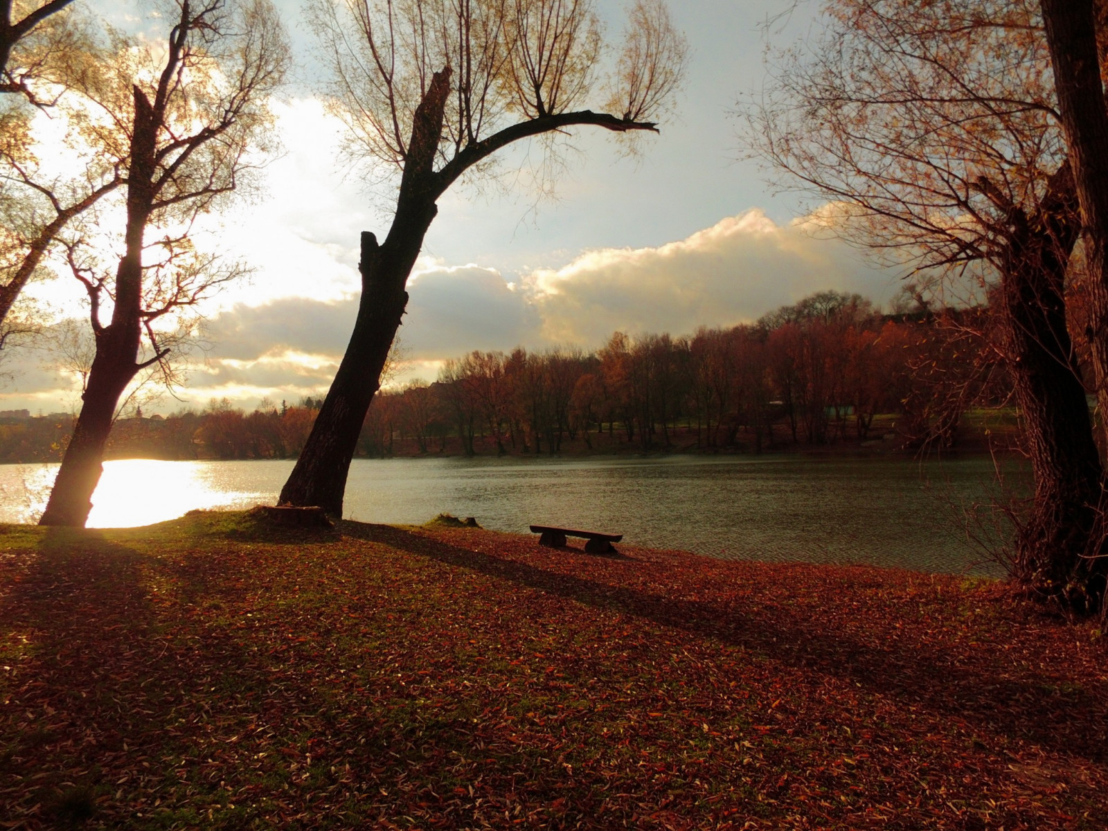 Natur, Wald, Brücke, rot