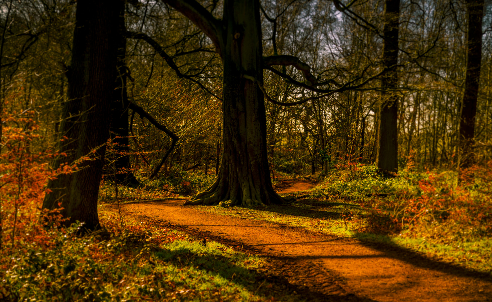 slunečnímu záření, les, Příroda, větev, večer, ráno, Nikon, divočina, 2015, kropenatý, strom, podzim, list, rostlina, sezóna, stezka, tma, dráha, D3200, zálesí, háj, nationaltrust, clumberpark, místo výskytu, přírodní prostředí, atmosférický jev, dřevina, ekosystém, opadavý