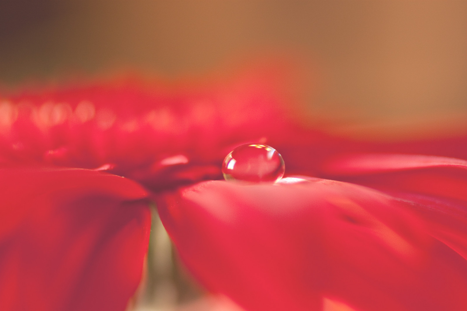 voda, Červené, fotografování, makro, růžový, 2010, Sedmikráska, Angela, světlo, barva, 50mm, květ, rostlina, přírodní, kapička, okvětní lístek, kapesní, smět, počítač tapeta, suchozemská rostlina, kvetoucí rostlina, zblízka, makro fotografie, gerbera, astanse, cincodemayo