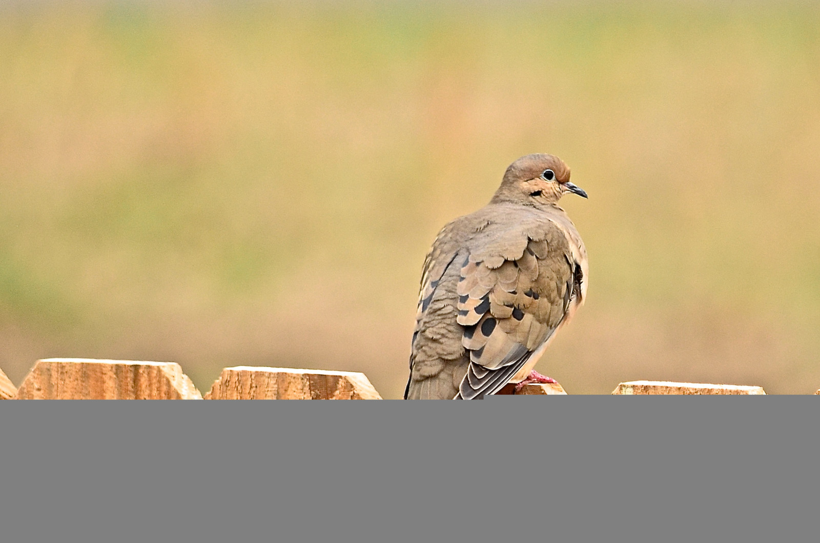 Wallpaper mourningdove, nature, outdoor, Alabama
