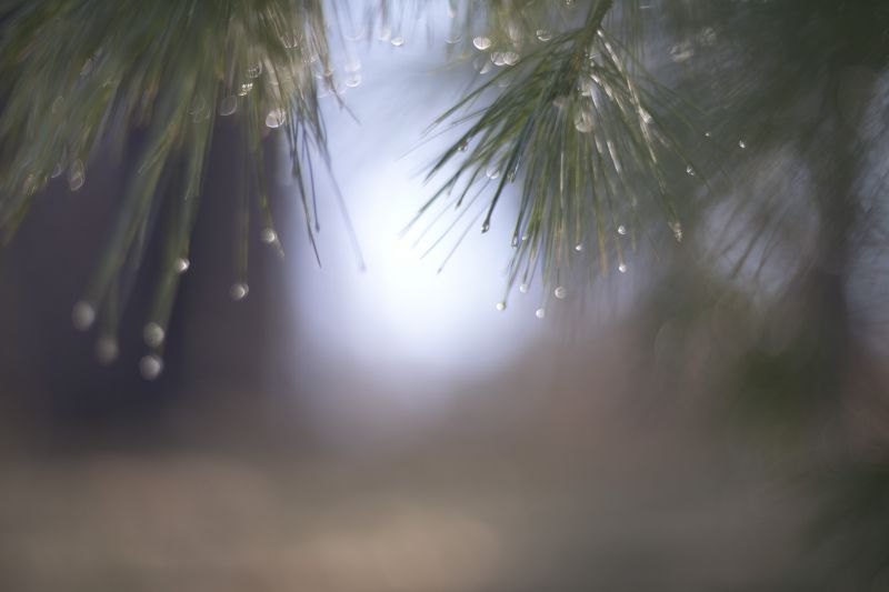sollys, natur, lys, træ, atmosfære, atmosfære af jord sollys, natur, lys, træ, atmosfære, atmosfære af jord
