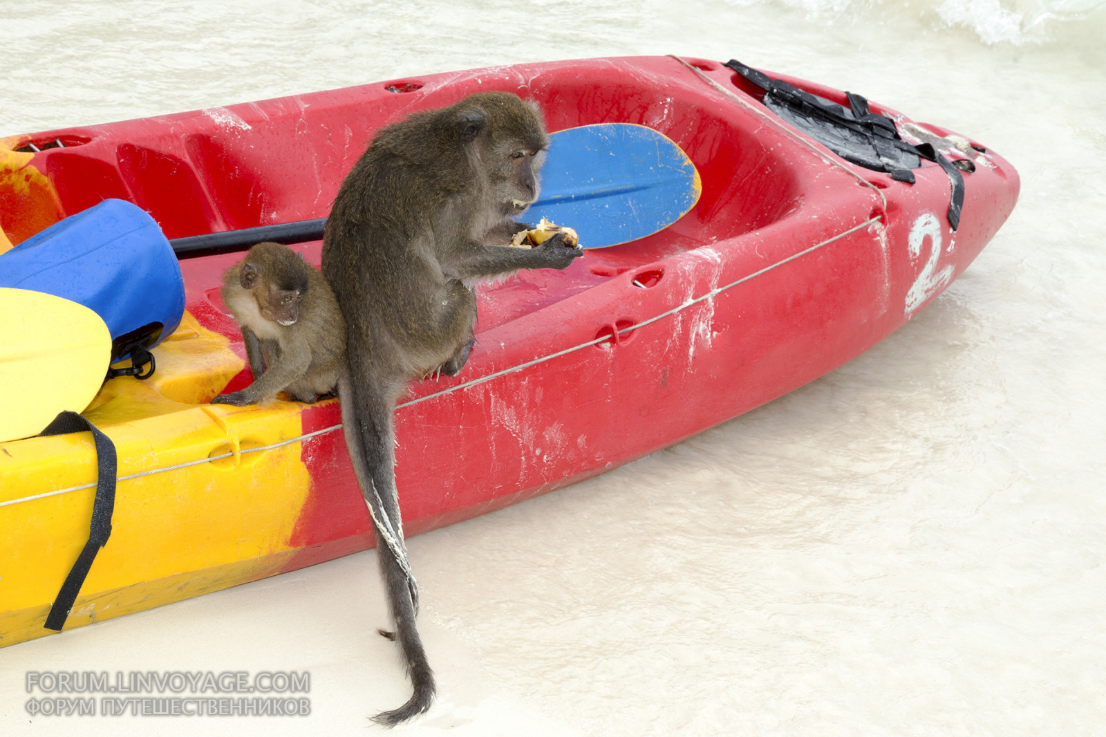 bianca, mare, coda, acqua, sabbia, cappello, veicolo, spiaggia, bambino, coppia, isola, Giocattolo, scimmia, contento, Tailandia, famiglia, ALIMENTAZIONE, Madre, animale, all'aperto, oceano, divertente, divertimento, mare, canoa, saltare, macaco, Pattaya, Krabi, Samui, Phuket, Banana, PhiPhi, celebrare, ridere, macaca, sabbia bianca
