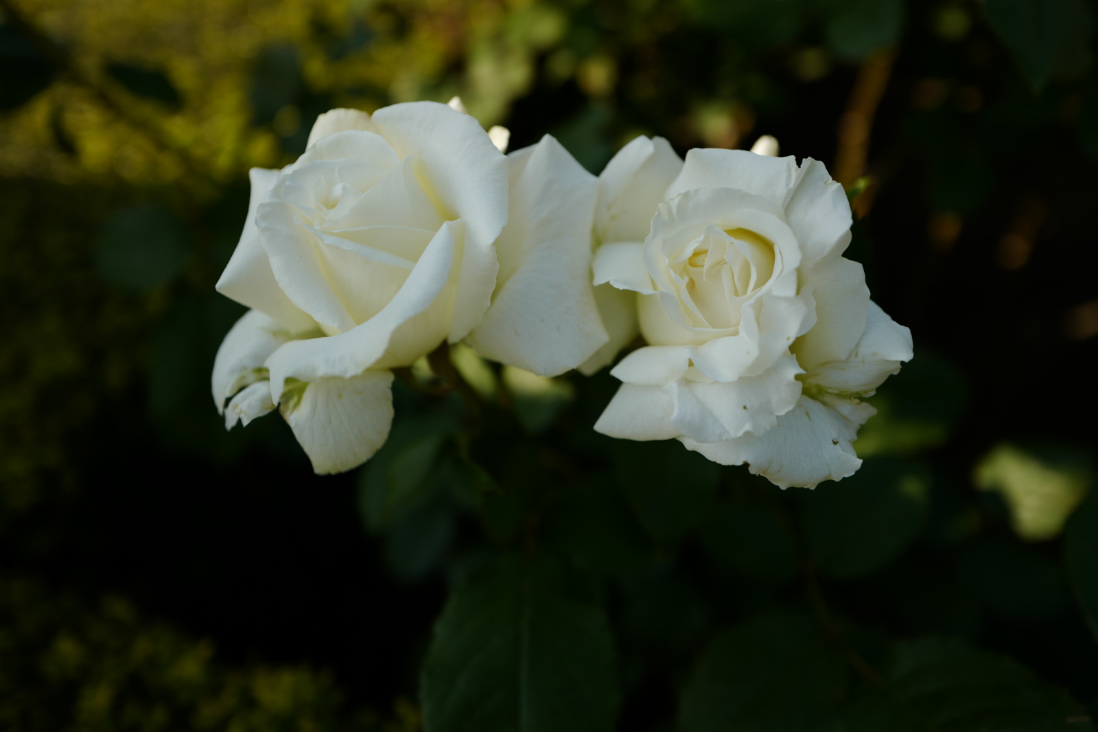 Japonsko, růže, květ, Leica, Tokio, jp, květ, rostlina, flóra, okvětní lístek, Komagome, summilux, leicaq, summilux1728, q, 1728, kyufurukawagarden, botanika, suchozemská rostlina, kvetoucí rostlina, keř, makro fotografie, zahradní růže, růže rodina, růže objednávka, floribunda, burnet růže