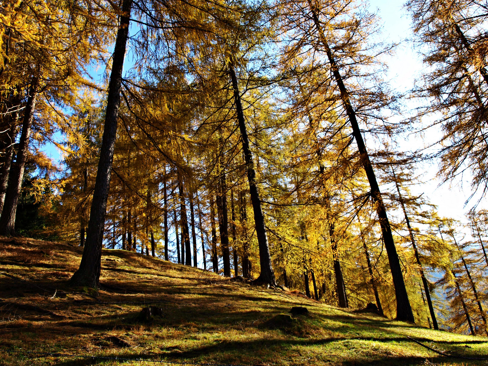 modrý, podzim, nebe, zlatý, Herbst, nebe, blau, l rchenhang, larchslope