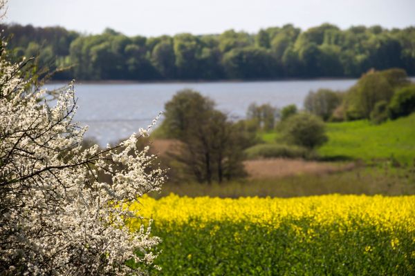 sunlight,landscape,nature,grass,field,yellow