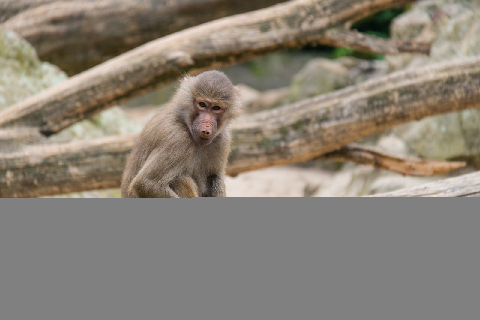 Německo, Volně žijících živočichů, zoologická zahrada, opice, Berlín, zvíře, DJUR, Německo, deutschland, zoologischergarten, berlinszoo, berlinzoo, zooberlin, Djurpark, opice, apa, makak, fauna, savec, obratlovců, primát, ploskonosí, opice Starého světa
