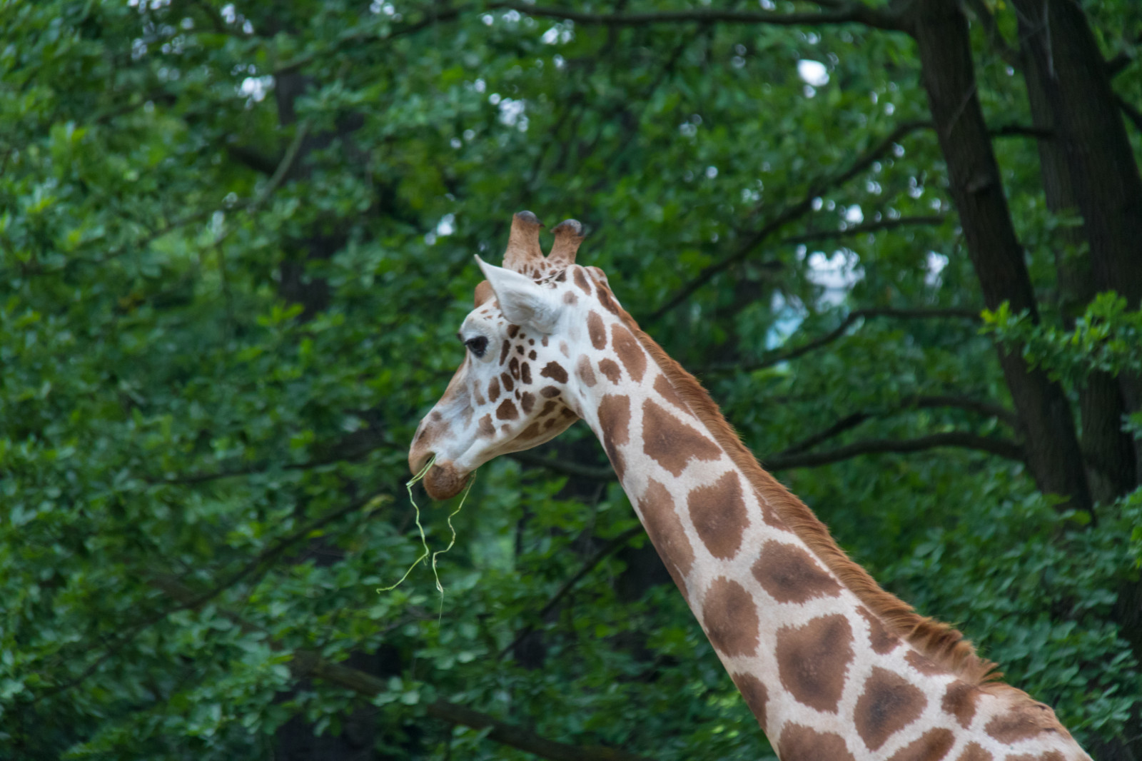 Tyskland, dyreliv, Zoo, Berlin, dyr, djur, tyskland, deutschland, giraf, giraff, zoologiske, berlinszoo, berlinzoo, zooberlin, Djurpark, fauna, pattedyr, giraffer