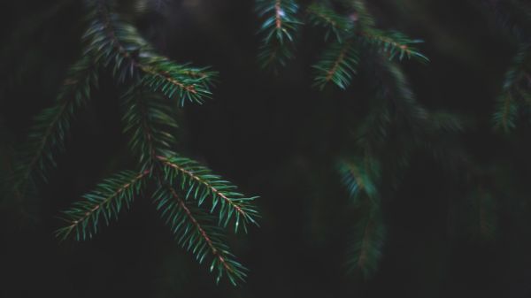 photography,nature,depth of field,forest,macro,closeup