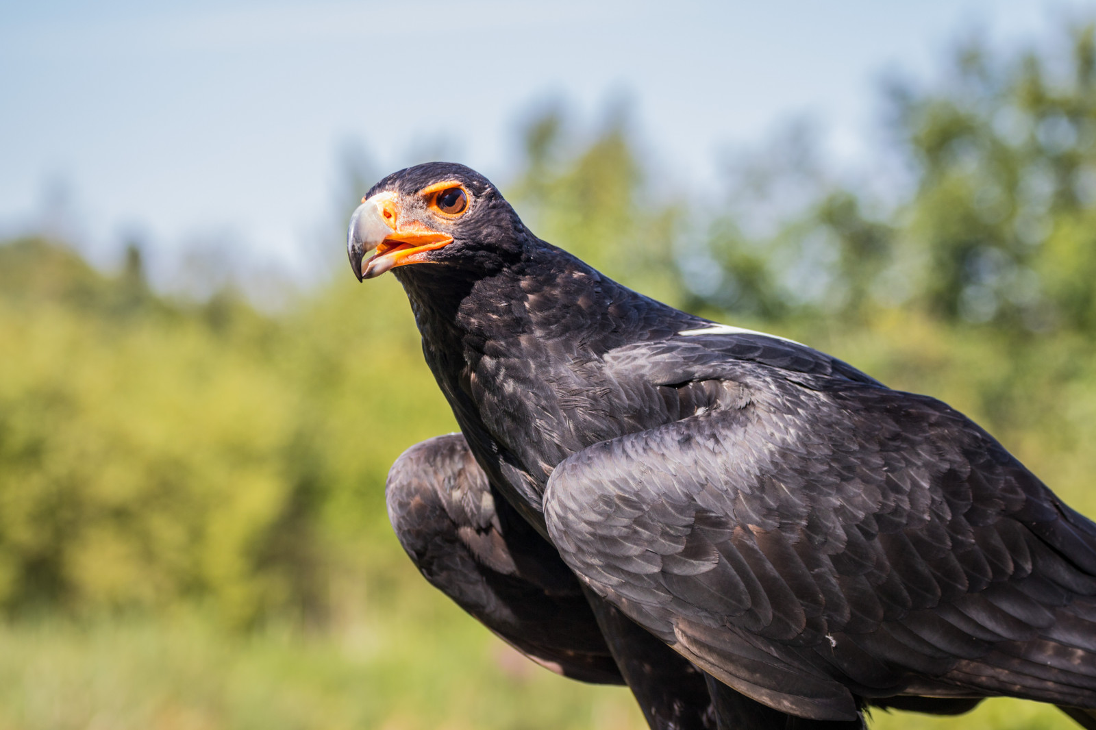 Volně žijících živočichů, dravý pták, orel, Dánsko, zobák, Sokol, pták, jestřáb, birdofprey, Danmark, f gel, exif modelu canoneos760d, geocountry, Kamera aby kánon, geocity, Model fotoaparátu canoneos760d, geostate, geolocation, exif aby kánon, EXIF isospeed 100, EXIF otvor 50, EXIF ef70300mmf456lisusm čočka, Skagen, rovf gel, Černý orel, verreauxseagle, aquilaverreauxii, eagleworld, rnreservatet, Klipp rn, eagle rn, káně, exif focallength 112mm, fauna, prohlížení pták, obratlovců, sup, Accipitriformes