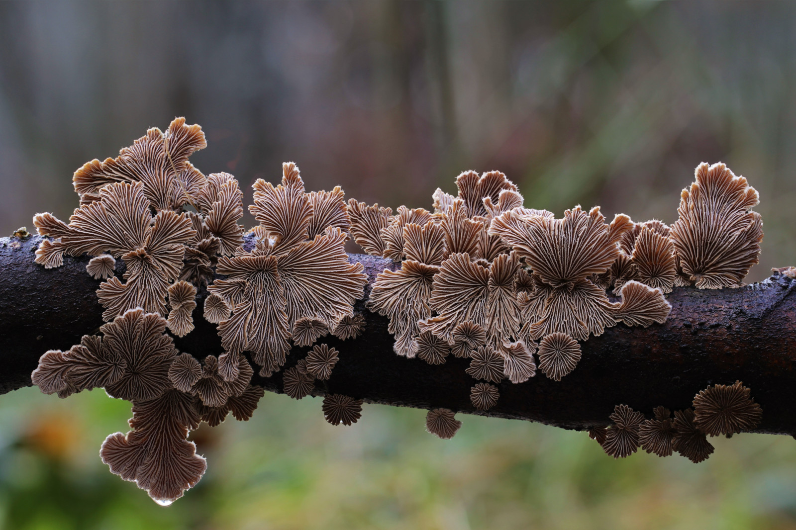 natur, udendørs, svampe, slimemould, kanon, makro, Skov, skønhed, efterår, pilze, cannonmacro, schizophillumcommune, schleilmpilz, schweiz, schon, planter, Herbst, februar