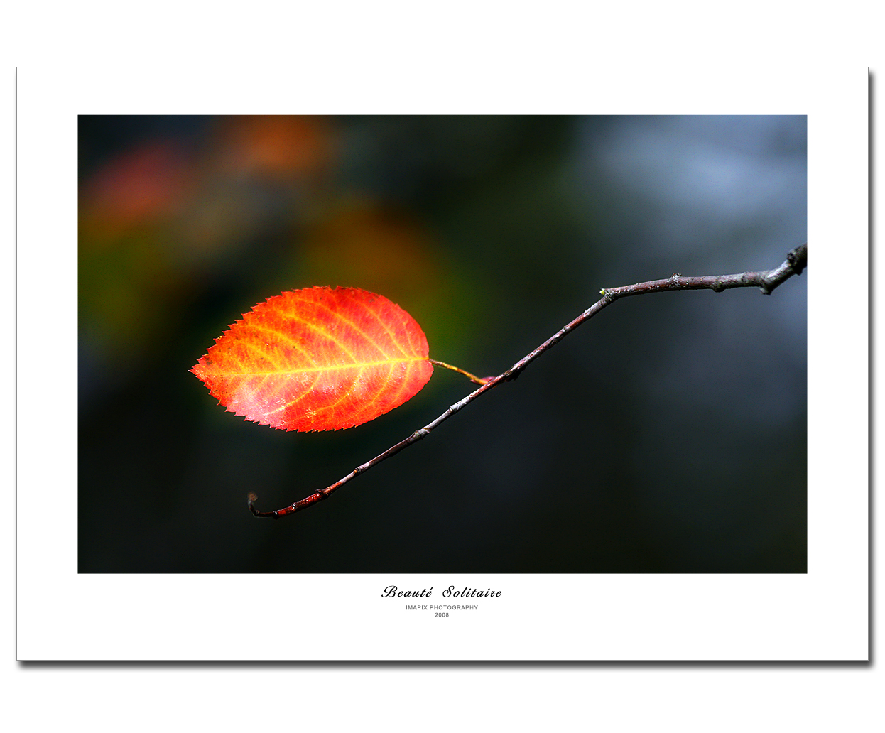 podzim, Kanada, UMĚNÍ, podzim, Příroda, listy, automne, Kánon, fotografování, fotografie, list, foto, Photographie, obraz, Quebec, fallcolors, olistění, feuilles, Imapix, firstquality, Gaetanbourque, aplusphoto, visiongroup, infinestyle, vision100, vosplusbellesphotos, Imapixfotografie, Ga tanbourquephotography