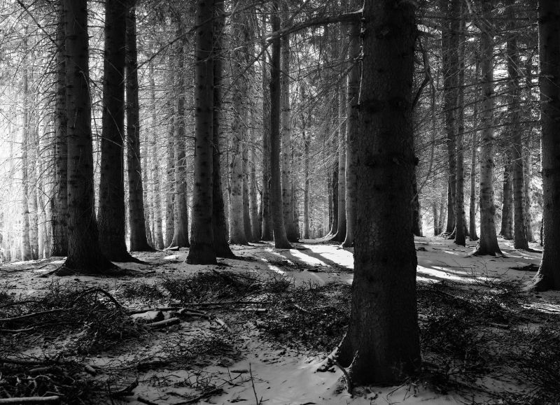 Foresta,les,stromy,strom,alberi,albero