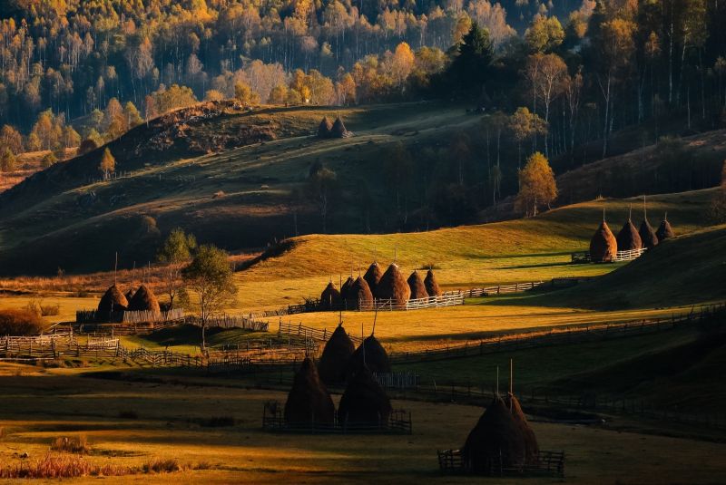 stromy, krajina, les, podzim, západ slunce, noc stromy, krajina, les, podzim, západ slunce, noc