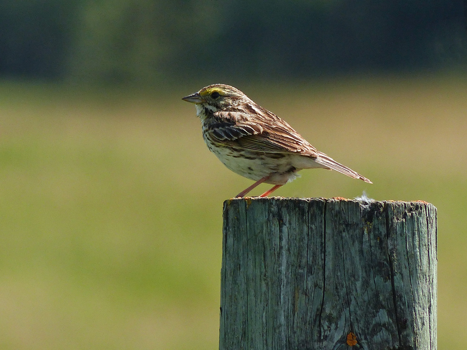 Alberta, Canada, swofcalgary, natur, ornitologi, aviær, fugl, fugle, spurv, savannahsparrow, passerculussandwichensis, perched, fencepost, sideview, Mark, bokeh, udendørs, sommer, 27june2016, fz200, fz2003, annkelliott, anneelliott