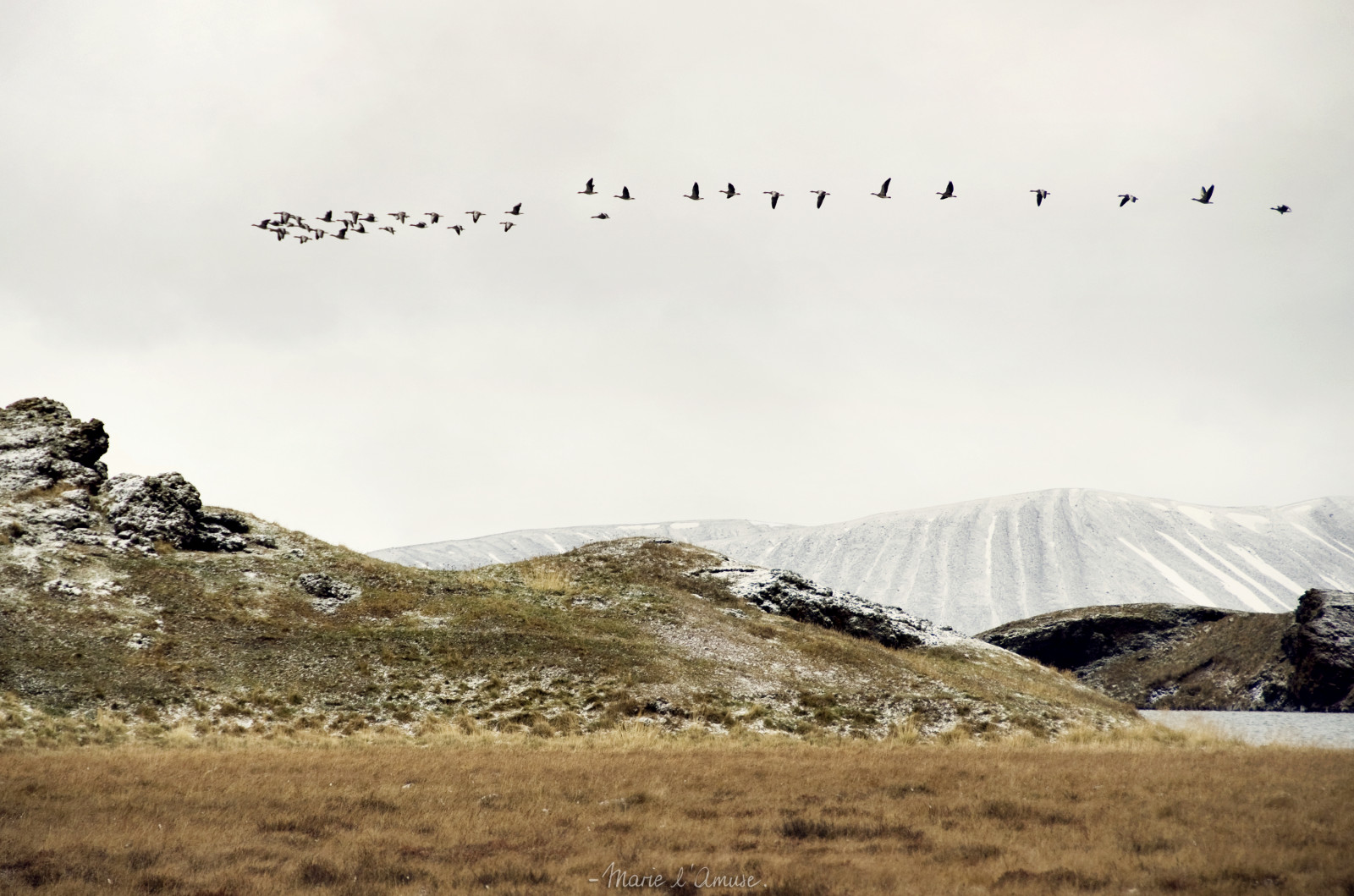 vild, sø, sne, sort, natur, græs, fugle, dyr, skyer, landskab, ø, vulkan, lava, flyvende, gæs, Island, Nikon, noir, overskyet, lac, gås, aske, krater, aske, neige, vol, nuages, paysage, animaux, oiseaux, herbe, Islande, Lave, Volcan, cratere, Hverfjall, oie, sauvage, CENDRES, Krafla, Dimmu, Borgir, Myvatn, voler, Dimmuborgir, vulkanisme, sk tusta ir, D7000