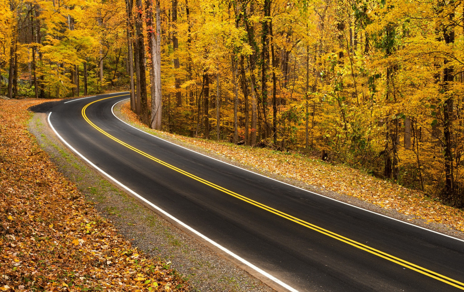 Güneş ışığı, Ağaçlar, orman, düşmek, doğa, yol, sabah, Otoyol, Altyapı, Ağaç, sonbahar, Yaprak, bitki, sezon, Lane, Odunsu bitki
