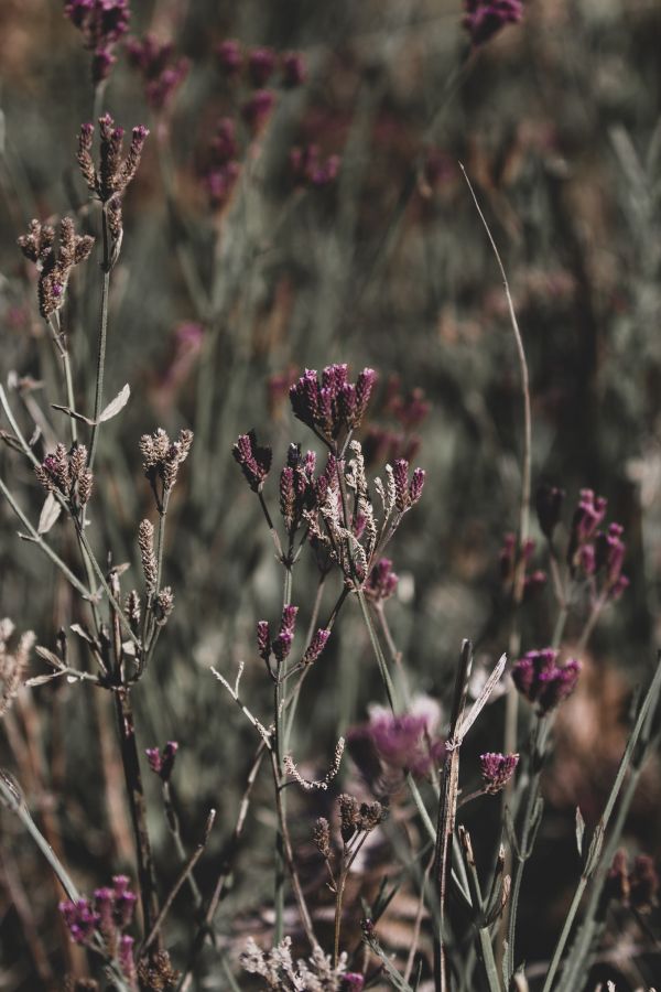 nature,closeup,blurry background,portrait display,blurred