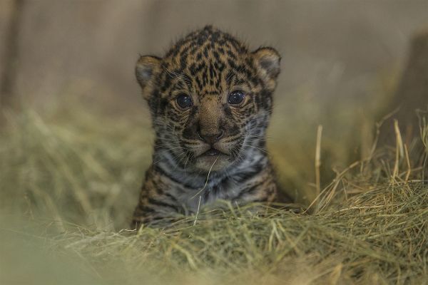 animals,nature,grass,wildlife,baby,big cats