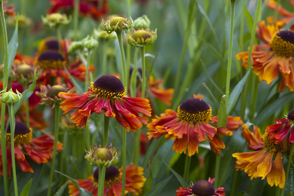 květiny, Červené, rostliny, květ, barva, Příroda, listy, Wales, zálesí, botanický, flóra, Volně žijících živočichů, botaniky, plantlife, Cardiffparks