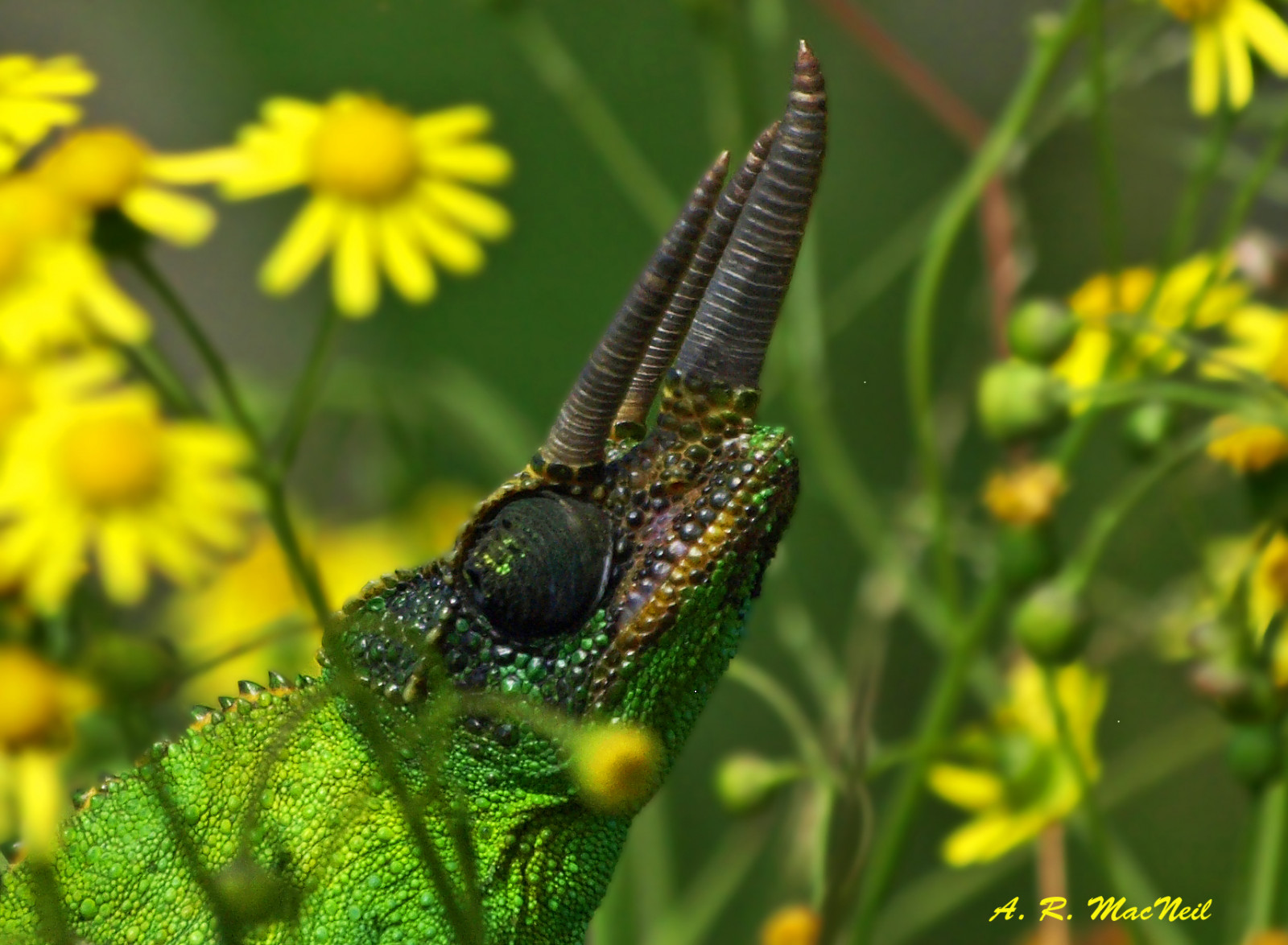 květiny, Příroda, růžky, hmyz, zelená, Volně žijících živočichů, Hawaii, Olympus, Maui, plaz, dravec, fauna, makro fotografie, bezobratlý, organismus, chameleón, membrána okřídlený hmyz, vnitrozemí, lavenderfarm, olympusdigitalcamera, Jacksonschameleon, lstivý, Mounthaleakala