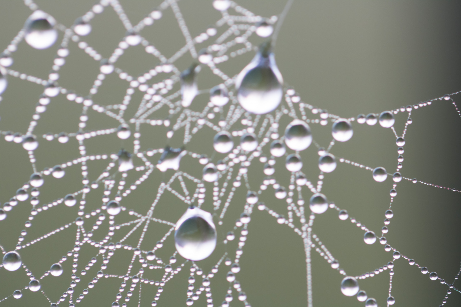voda, Příroda, odraz, vzor, pavouk, rosa, pavoukovec, pokles, vatten, natur, spindeln t, materiál, kapička, s dersl tt, reflektion, exif modelu canoneos760d, geocountry, Kamera aby kánon, geocity, Model fotoaparátu canoneos760d, exif isospeed 250, geostate, geolocation, exif aby kánon, m nster, exif focallength 100mm, EXIF ef100mmf28lmacroisusm čočka, Dagg, n t, EXIF otvor 28, vattendroppe, fauna, zblízka, makro fotografie, bezobratlý, vlhkost, členovců, pavoučí síť, orb weaver pavouk