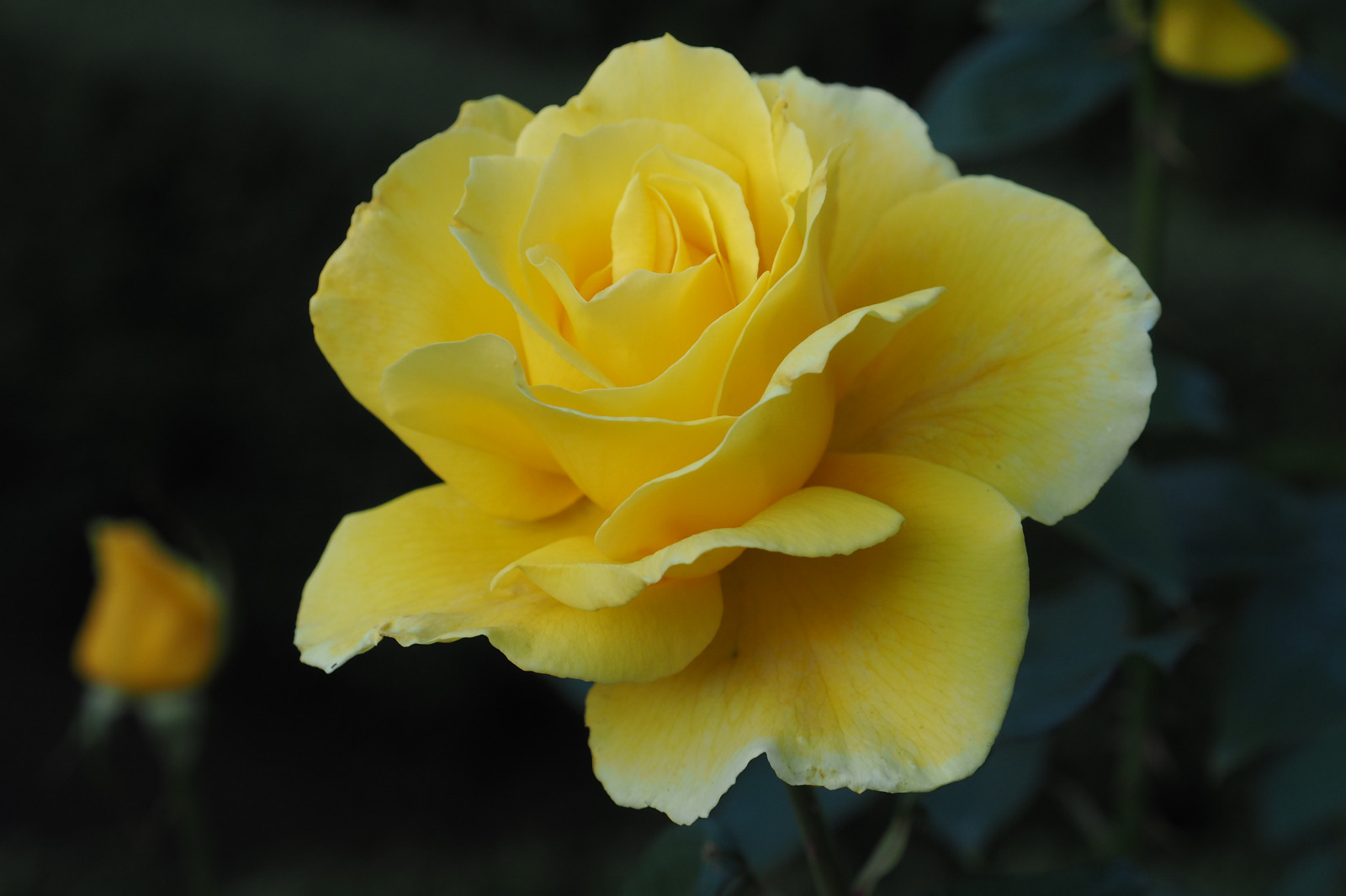 Japonsko, žlutý, růže, Tokio, Olympus, jp, květ, rostlina, flóra, okvětní lístek, mzuiko, kyufurukawagarden, OMD, EM5, omdem5, mzuikodigital1250mmf3563, mzuiko1250, em5mark2, omdem5mark2, suchozemská rostlina, kvetoucí rostlina, makro fotografie, závod stonek, zahradní růže, růže rodina, růže objednávka, floribunda, rakouský briar