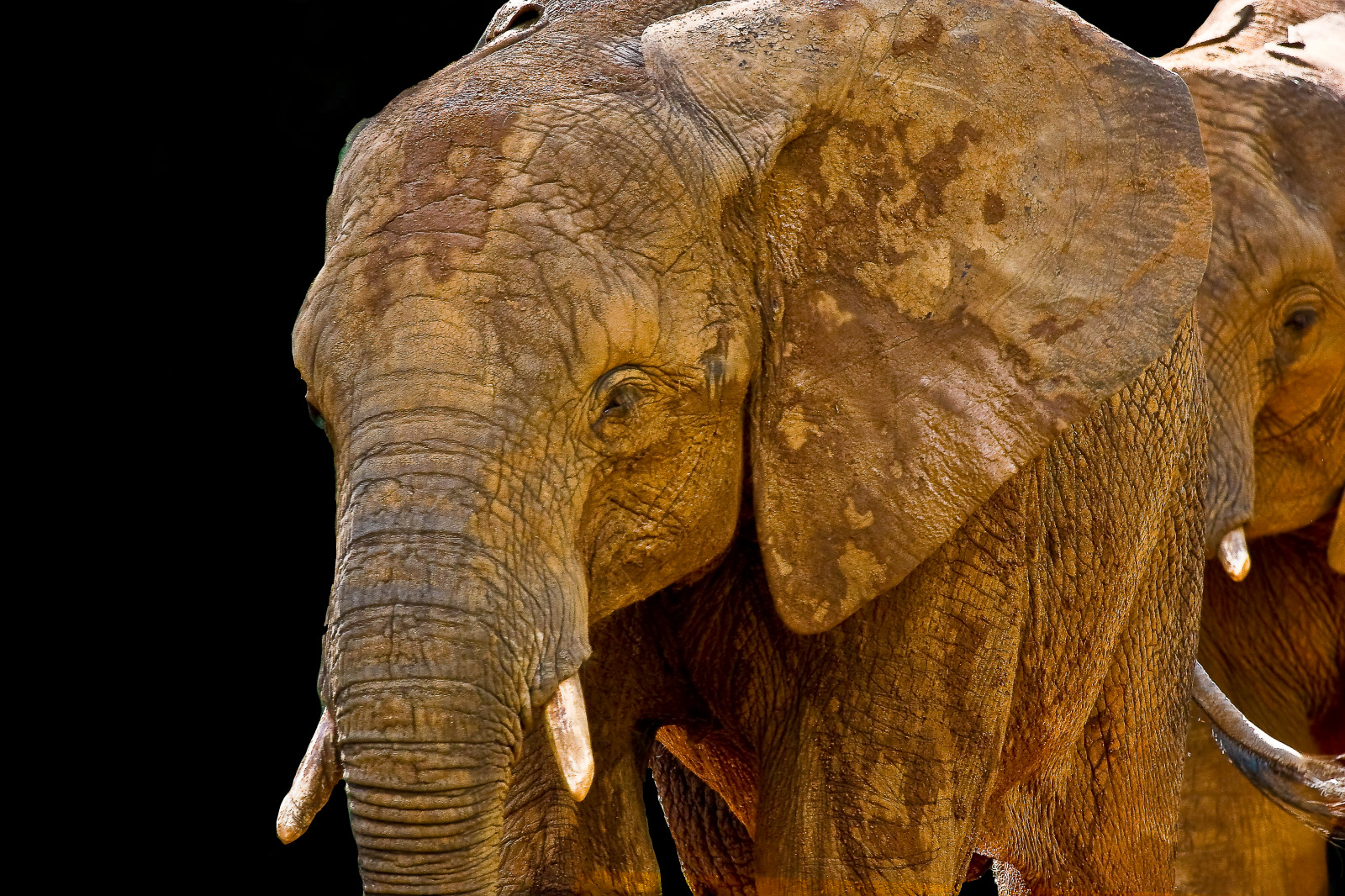 slon, zoologická zahrada, blueribbonwinner, abigfave, theunforgettablepictures, newacademy, newgoldenseal, mygearandmepremium, mygearandmebronze, mygearandmesilver, mygearandmegold, mygearandmeplatinum, mygearandmediamond, flickrstruereflection1, flickrstruereflection2, flickrstruereflectionlevel1, rememberthatmomentlevel1, rememberthatmomentlevel2