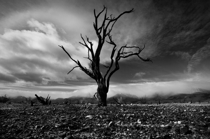 nebe, strom, Černý a bílý, dřevina, monochromatické fotografování, mrak nebe, strom, Černý a bílý, dřevina, monochromatické fotografování, mrak