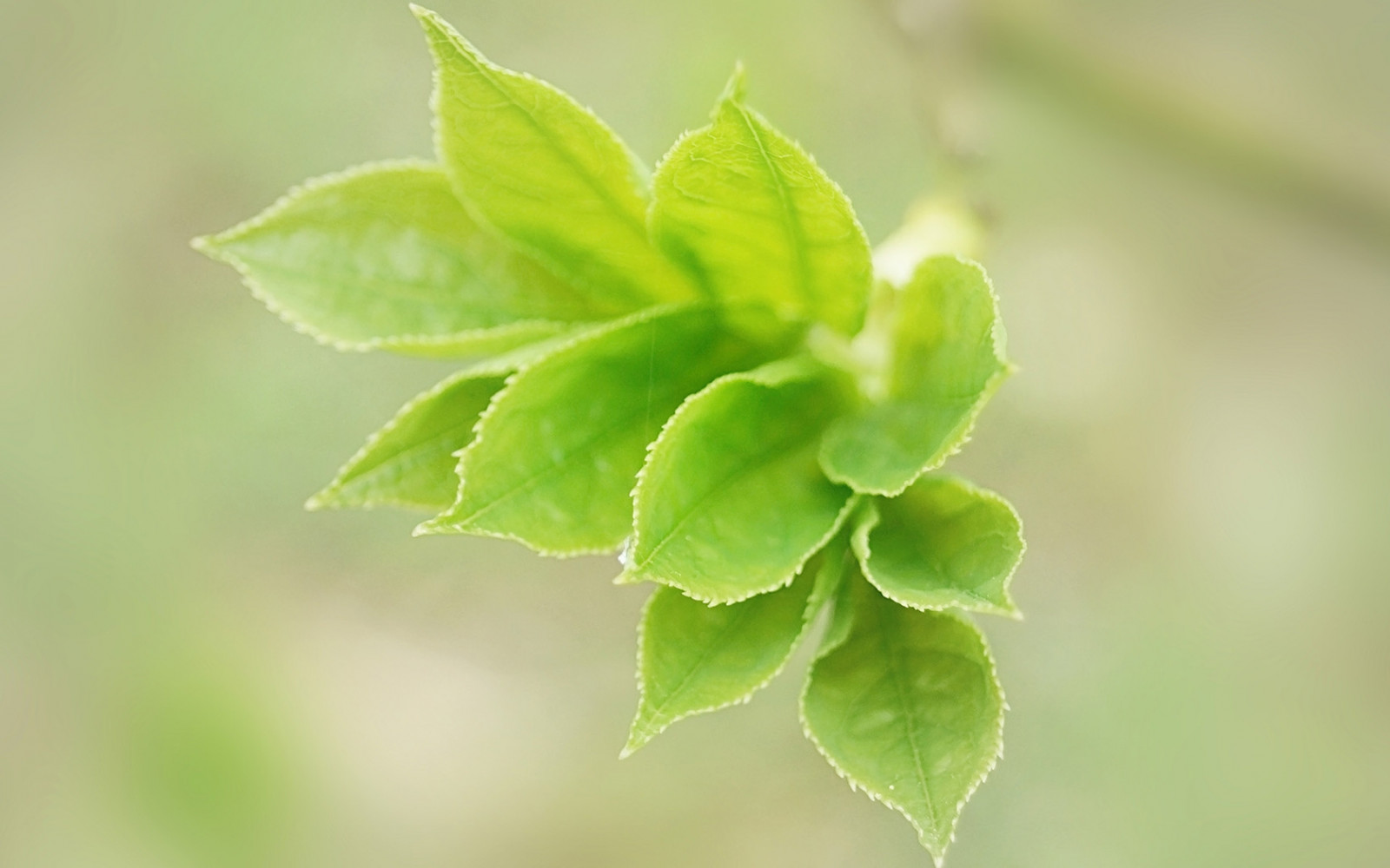 le foglie, ramo, verde, petali, erba, leggero, albero, foglia, fiore, pianta, flora, germoglio, Fiore di campo, produrre, botanica, impianto di terra, pianta fiorita, avvicinamento, arbusto, fotografia macro, staminali vegetali, erbe aromatiche