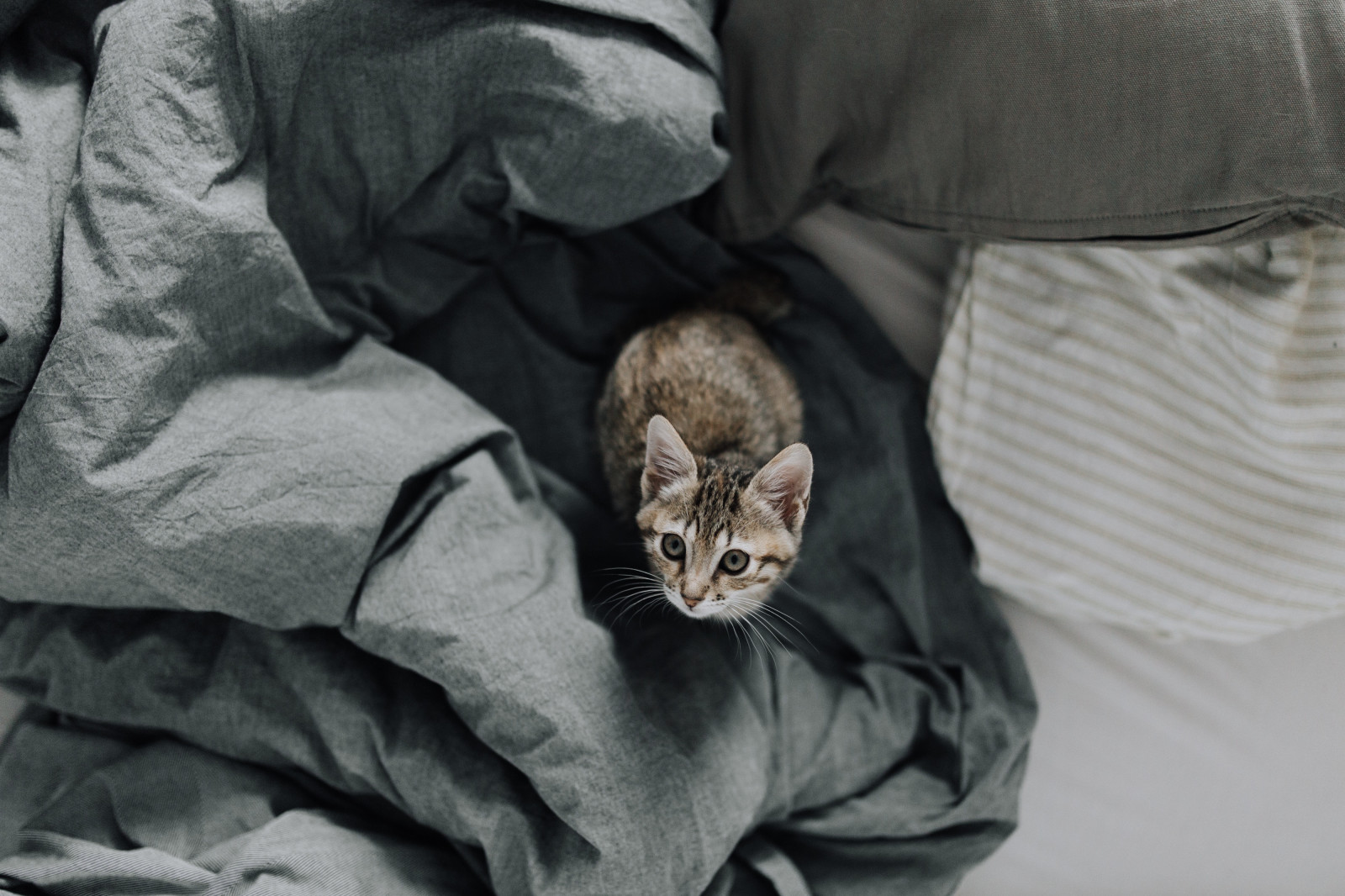 Wallpaper kitten, bed, cat, look 4000x2667 goodfon 1275859 HD Wallpapers WallHere