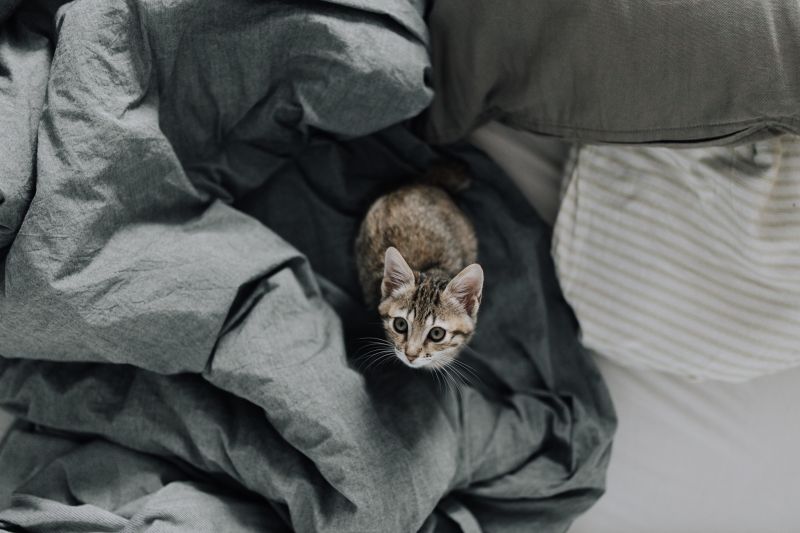 gatito, gato, Mira, cama gatito, gato, Mira, cama