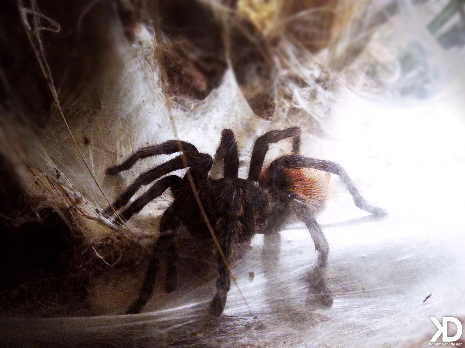 거미, 층, 멕시코 인, 어두운, 편물, 닫다, 브리스톨 주