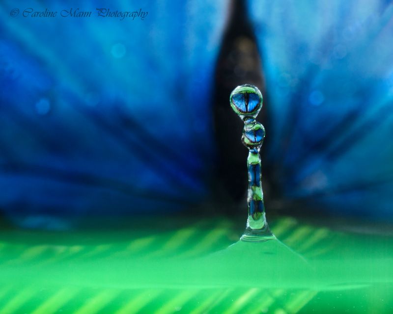 สีเขียว,สีน้ำเงิน,น้ำ,ผีเสื้อ,หยด,หักเห